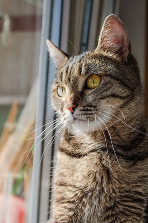 Domestic cat at the windowの写真素材