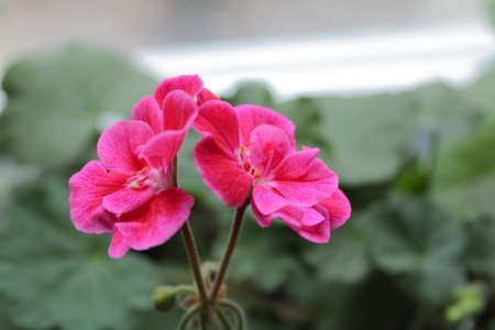 blooming geranium on the windowの写真素材