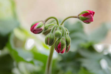 blooming geranium on the windowの写真素材