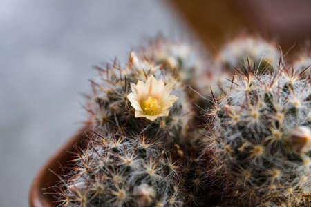 white flower on a cactusの写真素材