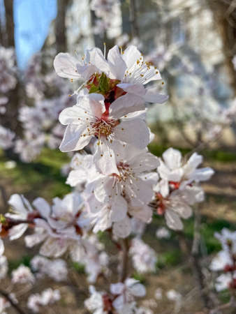 spring of plum trees on the streetの写真素材