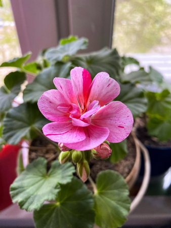 pink geraniumの写真素材