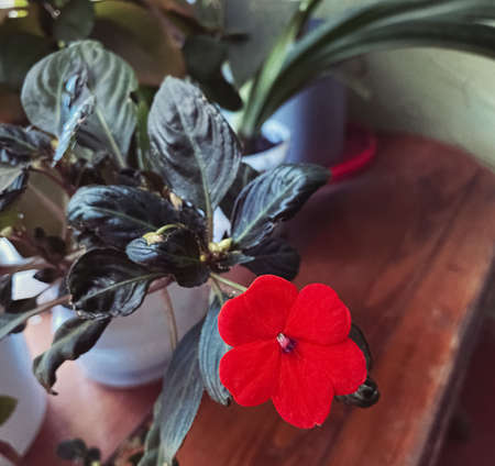 new guinea balsam flowerの写真素材