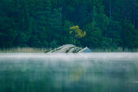 The nature of Karelia. An island with a tree on the Vuoksa river.の写真素材