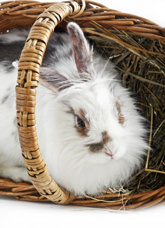 Easter rabbit in the basketの写真素材