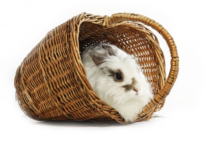 Easter rabbit in the basketの写真素材