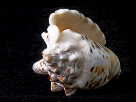 sea shell isolated on black