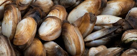Fresh shellfish prepared to be cooked on Cat Ba Island in Vietnam