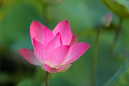 Pink lotus (Nelumbo nucifera) flower with green background in the center of Ho Chi Minh city in Vietnamの写真素材