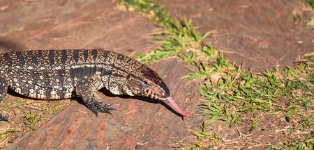 Argentine black and white giant tegu touching rocks with doble tongue during sunny day in Uruguayの写真素材