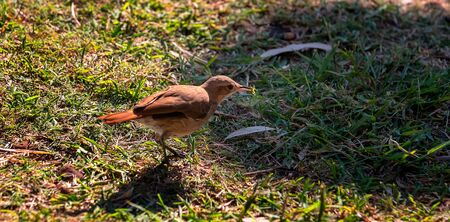 Brown hornero bird eats grasshopper walking on green grass with sun and shadeの写真素材