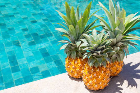 Three ripe pineapples by the pool on a summer day. Summer vacation concept.の写真素材
