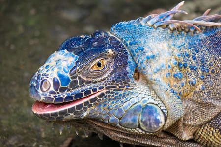 Portrait of a large blue iguana in natural habitat. Wildlife, lizard.の写真素材