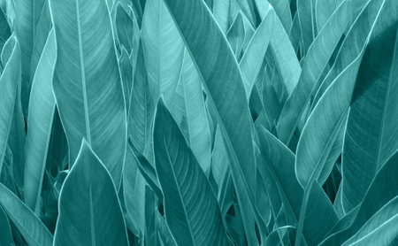Trendy green, background from leaves close-up. Color of the year 2022の写真素材