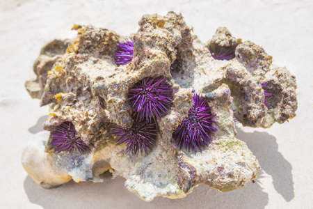Purple sea urchins on coral on the shores of the Indian Ocean, Mauritius. Wildlife, marine life.の写真素材