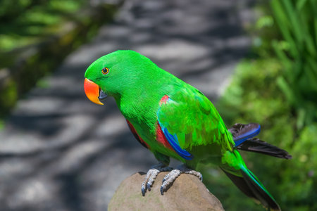 Green eclectus parrot. A beautiful and bright bird in the wild.の写真素材