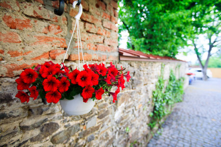 Flowers on the wallの写真素材