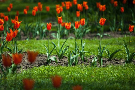 Tulips in the parkの写真素材