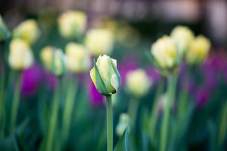 Tulips in the park