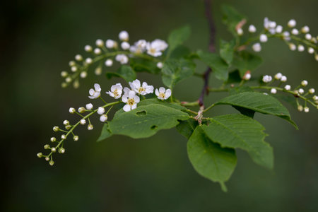 Flowering bird cherryの写真素材