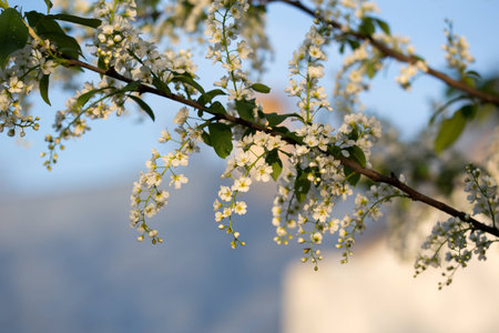 Flowering bird cherryの写真素材