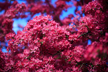 Blooming wild apple