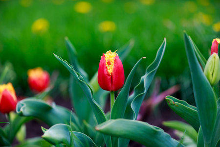 Tulips in the parkの写真素材