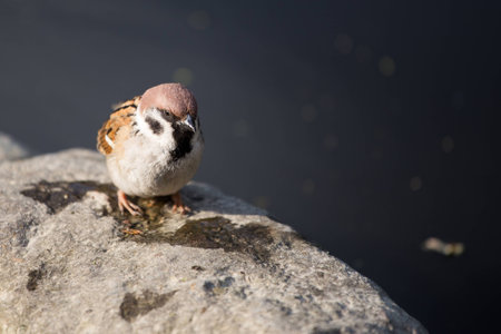 Sparrow on a stoneの写真素材