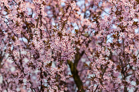 Flowering apricot
