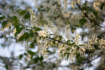 Flowering bird cherryの写真素材