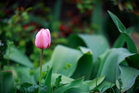 Tulips in the parkの写真素材