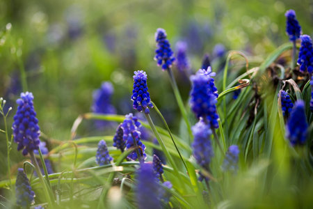 Muscari Armenianの写真素材