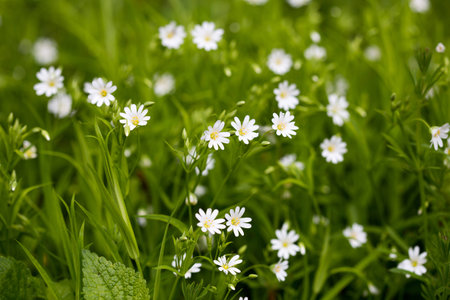 White flowers, green grassの写真素材