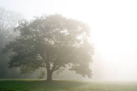 Fog in the park Alexandriaの写真素材