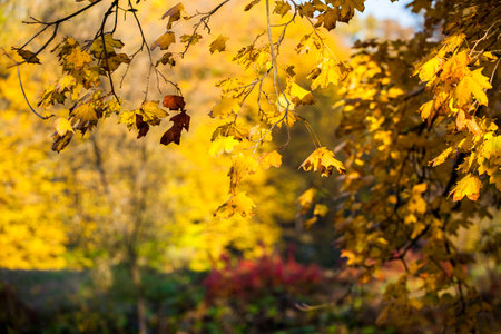Autumn in park
