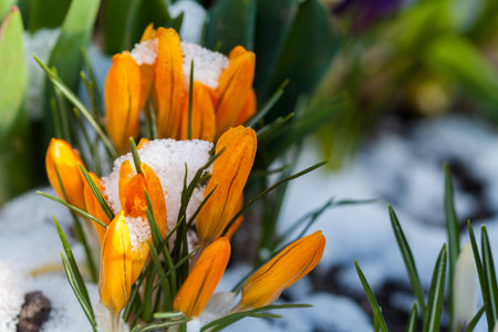 Blooming crocus in the snow. flora. plant. spring.の写真素材