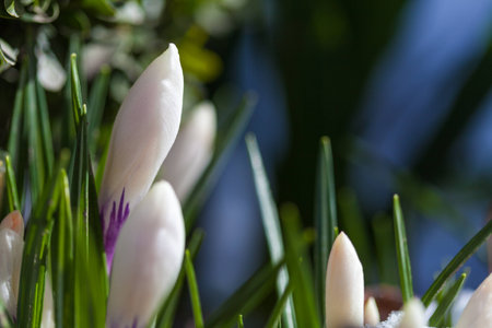 Blooming crocus in the snow. flora. plant. spring.