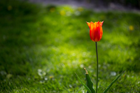 Lonely red tulip in a botanical garden. Kiev. Ukraine.の写真素材