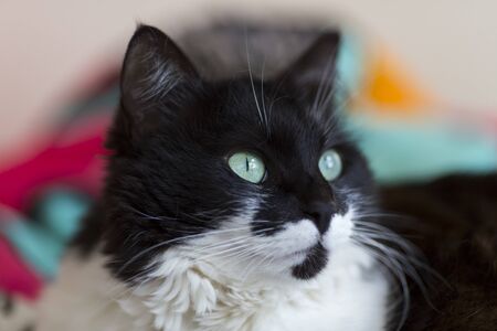 Beautiful black and white cat with green eyes.の写真素材