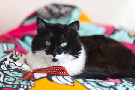 Beautiful black and white cat with green eyes.
