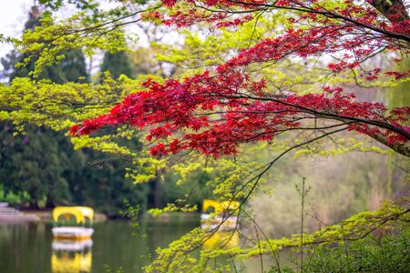 Beautiful leaves of red maple on a green background.  Luisenpark. Japanese minimalism.の写真素材