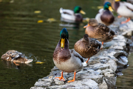 Ducks sleep, clean their feathers, eat algae. Ducks are beautifully reflected in water. A family of...