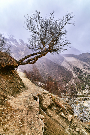 Country road in the mountains with naked mountain tree. Himalaya mountains. Gaumukh glacier, Uttarakhand, Gangotri, India.の写真素材