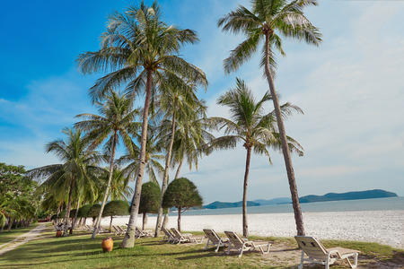 Vacation seats under palms on the beach of Langkawi island. Coconut palm trees, and, grass and nobody around. Malaysia.の写真素材