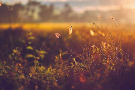 Beautiful Abstract Grass flowers in wind with soft focus add vintage color style for background. This picture is soft focus and is blurry blurred.の写真素材