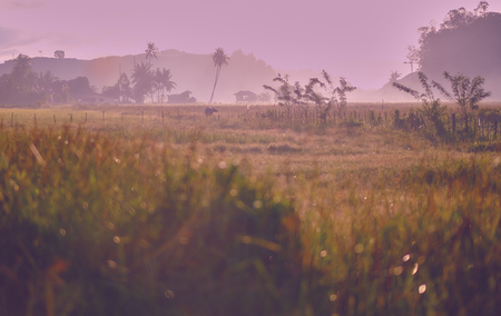 Vintage photo of summer meadow at sunset in asian village. Rural Asian landscapes at sunrise with palm trees in fog. Langkawi island, Malaysia.の写真素材