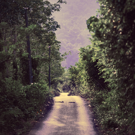 Beautiful, rural, empty dirt road between Trees. View where road leading trough the magic forest.の写真素材