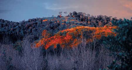 Misty autumn landscape. Fantasy tropical jungle forest in surreal colors. Concept landscape for mysterious background.の写真素材