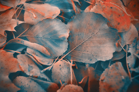 Colorful autumn leaves made with gradient for background. Abstract, texture, soft and blurred style like a postcard. Abstract autumn leaves for blurred background.の写真素材