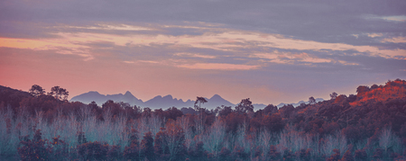Misty autumn landscape. Fantasy tropical jungle forest in surreal colors. Concept landscape for mysterious background.の写真素材